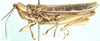 Charilaus carinatus Stål, 1875: male, lateral view. (Otu).