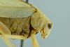 CollectionObject 1532286; d0f38850-8453-4c4c-86a0-c13d0e7a10e3: male head and pronotum, lateral view (holotype). (CollectionObject).