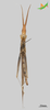 CollectionObject 2250047; Unioeste Cascavel K-1181, d5ed0d7f-b1de-4d1d-bcfc-026ca697abab: Male, ventral view. (CollectionObject).
