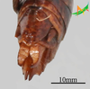CollectionObject 2274535; Unioeste Cascavel K-1104, a74e9d9c-d0a8-412f-b254-03c88c7aca62: Female, terminalia in dorsal view. (CollectionObject).