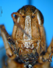 CollectionObject 1521408; f525e81a-1efe-4ec5-ae26-8cff078113a7: female, frontal view (holotype of Chorthippus xerophilus). (CollectionObject).