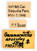 labels (paratype). Depicts CollectionObject 1578270; e35d887a-750b-45a0-aec3-a571e1e88a42, a CollectionObject.