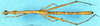 CollectionObject 1507031; 1d5159d2-b25b-4f70-a08f-c00c9c1d68de: male, lateral view (holotype dorsal). (CollectionObject).