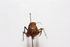CollectionObject 1581019; 1f7a7211-3b28-4000-96d6-498e02708be1: female, head frontal view (paratype). (CollectionObject).