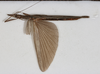 CollectionObject 1559830; NMW 233, 55a72bb1-ca7b-4d5d-a980-465311a8a6ab: copyright, NMW Vienna. female, dorsal view (lectotype). (CollectionObject).