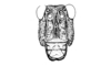 Clarazella patagona Pictet & Saussure, 1887: Fig. 7. Female, head (frontal view). (Otu).