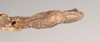 CollectionObject 1560498; 9f6255ae-b881-457f-b808-5bda1a544370, NHMUK(SF IMPORT DUPLICATE) 845029-845030: copyright Natural History Museum, London. female: end of abdomen, ventral view (syntype). (CollectionObject).