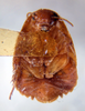 Simblerastes jamaicanus Rehn & Hebard, 1927: Photo by Heidi Hopkins. ventral habitus. (Otu).