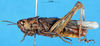 CollectionObject 1543107; 123e30b3-b325-4ca4-a723-22283843f67f: female, lateral view (allotype). (CollectionObject).