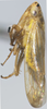 Habitus, lateral view on Exitianus indicus (Distant, 1908): (Observation).