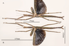 CollectionObject 2319995; e4f4f30a-aab8-4f22-9a57-19dd211723fb: copyright QM, photo by R. Coupland. female (paratype). (CollectionObject).