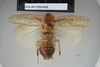 CollectionObject 1552799; NHMUK(SF IMPORT DUPLICATE) BMNH(E) 877047, 7e75bc26-572a-49ea-935a-08b91e77eeb9: Copyright NHM, London. Holotype female of synonym Epilampra laticollis, dorsal view. (CollectionObject).