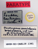 CollectionObject 1572732; 030c7515-365b-4167-a60c-01c496177bbb: female, labels (paratype). (CollectionObject).