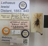 Neolethaeus lewisi (Distant, 1883): Lethaeus lewisi. Lectotype. (BMNH) - (CC BY-NC 4.0) Photo by Stuart Cole, reproduced with permission from the Natural History Museum, London, UK. (Otu).