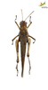 CollectionObject 1848697; Unioeste Cascavel K-0389, 75eb5f21-d601-43fb-9578-3cc1920ca791: Female. Dorsal view. (CollectionObject).