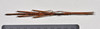 CollectionObject 1558575; NTUC 711, 57cd386d-c046-4ad5-b21a-8850a429580d: copyright NTUC. male, dorsal view of synonym Entoria miyakoensis (syntype). (CollectionObject).