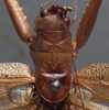 CollectionObject 1505899; 9b462d8a-16c5-4cbe-a13d-187e79986ce8: male pronotum dorsal (syntype). (CollectionObject).;CollectionObject 1505900; d3fde0a7-2860-4258-89ba-ecf9d5b96b7f: male pronotum dorsal (syntype). (CollectionObject).