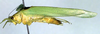 CollectionObject 1500518; c8466fbb-9028-491c-b762-6ff56b613eef: male, lateral view (syntype of Cestromoecha mundamensis). (CollectionObject).