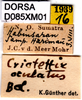 CollectionObject 1505119; 92e922e3-7f67-431f-aa27-31cbef144eea, DORSA D085XM01: labels. (CollectionObject).