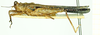 CollectionObject 1586177; a1af9267-b105-478f-bc6a-eee6c834278b: male, lateral view. (CollectionObject).