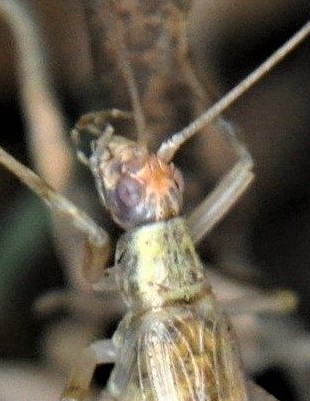 head and pronotum of female (Fraccionamiento Vista Real, Corregidora, Querétaro, Mexico). Depicts Oecanthus mhatreae Collins & Coronado González, 2019, an Otu.