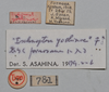 CollectionObject 1553135; 2e9a1ea7-b405-4e40-ae29-1932390f9fd7: copyright NTUC. (syntype). (CollectionObject).;CollectionObject 1553136; 466b79e0-966e-4969-a1a2-3a25a138e2a2: copyright NTUC. (syntype). (CollectionObject).