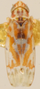 Habitus, dorsal view: !! display not done !! on Erythroneura octonotata Walsh, 1862: Habitus (holotype of E. cherokee Rob., KSEM collection). (Observation).
