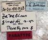 CollectionObject 1541604; 9d7c23b1-3480-491f-91cf-035500c57ceb: labels (paratype). (CollectionObject).