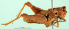 CollectionObject 1479067; a3a32a02-3b95-4004-a591-98a6236dff6b: male, lateral view (lectotype). (CollectionObject).