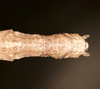 Onchestus ripperae Brock & Hasenpusch, 2022: copyright Beth Ripper. female end of abdomen, dorsal view. Qld, Eungella National Park, 20 December 2015. (Otu).