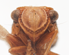 Head: !! display not done !! on Aphelonema decoratum (Van Duzee, 1908): (Observation).