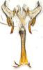 Aedeagus, ventral view: (Observation).;Aedeagus, ventral view: (Observation).
