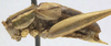 male, lateral view (syntype). Depicts CollectionObject 1506492; 3772b2ff-6e02-4040-8a40-608a1f5b2334, a CollectionObject.