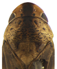 Head on Coarctana nigromedia Domahovski & Cavichioli, 2023: Male holotype [DZUP]: head, pronotum and mesonotum, dorsal view. (Observation).