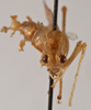 CollectionObject 1475537; a50399b9-6ef1-4b8c-a710-47bb1c68e2da: male, frontal view (holotype). (CollectionObject).