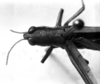 CollectionObject 1531133; 768bc49f-ab89-4865-ac61-e53e5df55363: Image Carbonell, C.S. female head and pronotum, dorsal view (syntype of Gryllus lineatus). (CollectionObject).