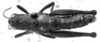 CollectionObject 1533443; e39981c4-e1cd-463d-89dd-f7d6de6774fc: Image Carbonell, C.S. female, dorsal view (holotype). (CollectionObject).