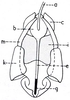 Mistothericles whitei (Dirsh, 1964): Fig. 1.1. phallic complex, dorsal view, epiphallus removed. (Otu).