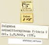 CollectionObject 1573071; 21d96d4d-c85a-4215-972c-12353ea181c9: Copyright Natural History Museum, London. Labels from non-type (adult female) in BM(NH). (CollectionObject).