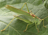 male (Poland, Poznan). Depicts Tettigonia viridissima (Linnaeus, 1758), an Otu.