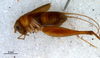 CollectionObject 1580525; 4cdac0d0-89de-4eb4-a381-b7cab5f99cb7: male, lateral view (paratype). (CollectionObject).