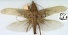 CollectionObject 1516843; 7afc90fe-5988-4104-a507-519a60e29f1c: male, dorsal view (holotype). (CollectionObject).