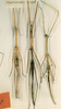 CollectionObject 1557961; ac35c894-5b43-471c-9830-7faedbe888ee: copyright NHRS, Stockholm. female (syntypes). (CollectionObject).