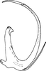Aedeagus, lateral view on Empoascanara (Empoascanara) smuga Dworakowska, 1979: Aedeagus, lateral view. (Observation).