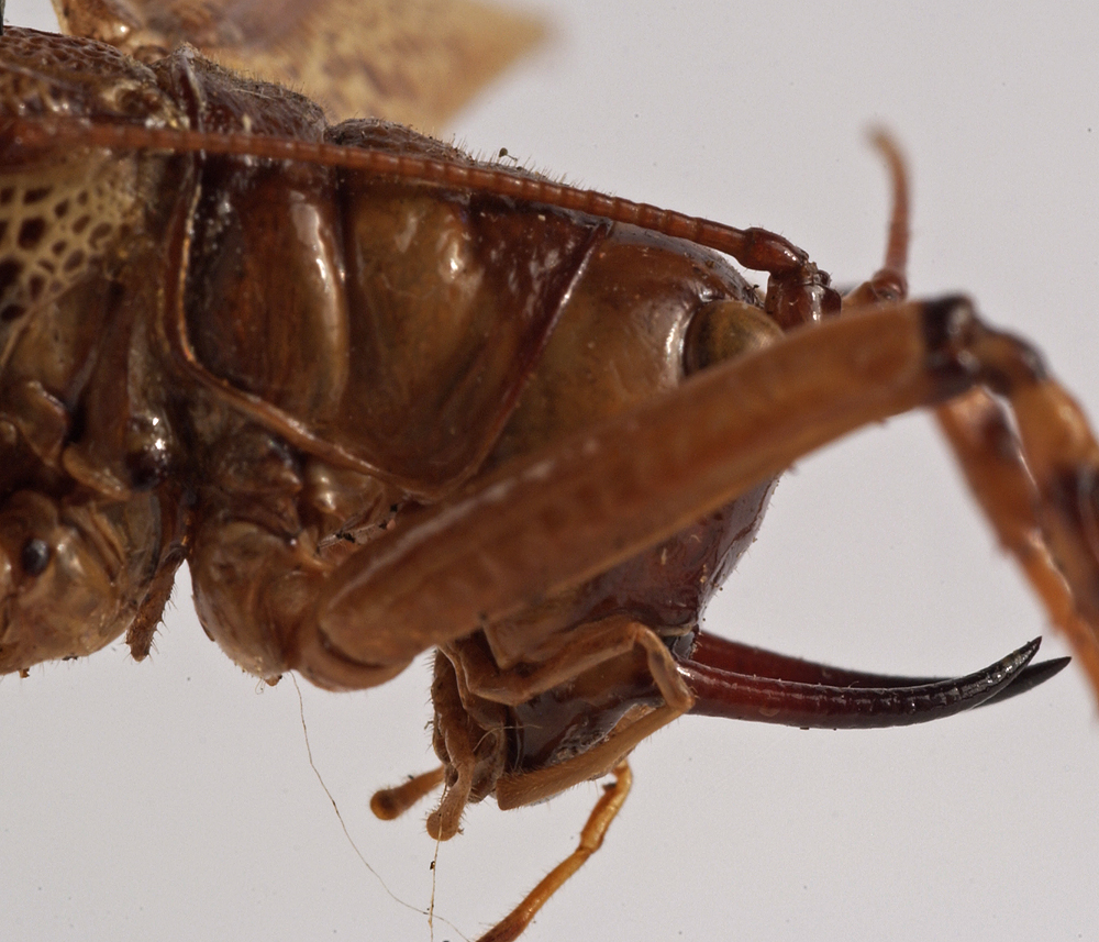 female head and pronotum, lateral view (holotype). Depicts CollectionObject 1534505; fb31cbfd-ab02-49a8-9771-15fe1a7d62c8, a CollectionObject.