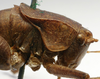 CollectionObject 1517126; b06a344d-517c-4280-9fb2-640decf47f49: female pronotum lateral (holotype). (CollectionObject).