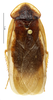 CollectionObject 1587278; MNHN(SF IMPORT DUPLICATE) MNHN-EP-EP1234, b117ea94-94ba-4e67-a56d-b2581e673c83: CC BY-NC-ND 4.0/MNHN - Depraetere Marion - 2014. Holotype, male, of ultima Grandcolas, 1993. Specimen number: MNHN-EP-EP1234. http://coldb.mnhn.fr/catalognumber/mnhn/ep/ep1234. (CollectionObject).