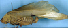 CollectionObject 1476271; ef92ebe9-38b6-448b-8b20-f2868ae6065d: female, lateral view (syntype). (CollectionObject).