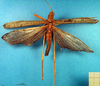 CollectionObject 1500382; 025e9185-10b5-41a8-be5d-6358d0e895cd, DORSA BTeumnigHTM: male, dorsal view (holotype). (CollectionObject).