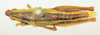 CollectionObject 1571000; 60e15943-9e84-4133-b8b9-391bb8d3901f: female, dorsal view (allotype). (CollectionObject).